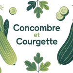 Illustration guide concombre courgette